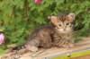 qumranboy4weeks15_small.jpg