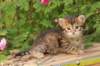 qumranboy4weeks16_small.jpg