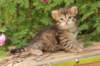 qumranboy4weeks18_small.jpg