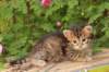 qumranboy4weeks19_small.jpg
