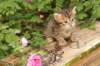 qumranboy4weeks1_small.jpg