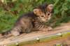 qumranboy4weeks20_small.jpg