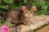qumranboy4weeks3_small.jpg