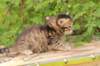 qumranboy4weeks9_small.jpg