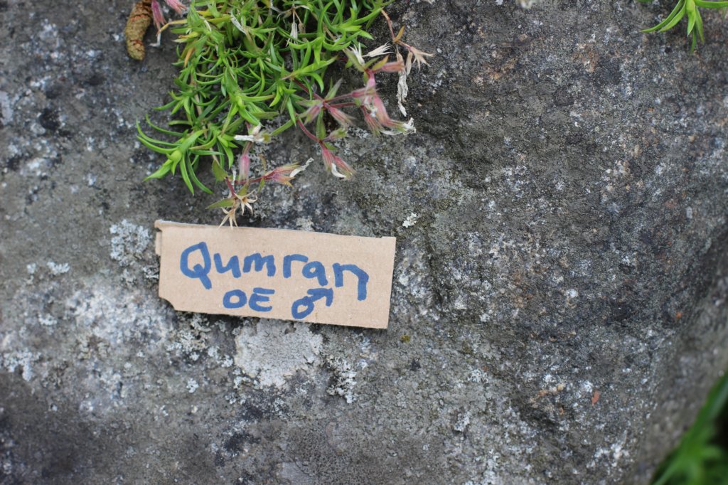 qumranboy2.jpg
