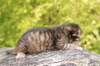 img_9999_small.jpg