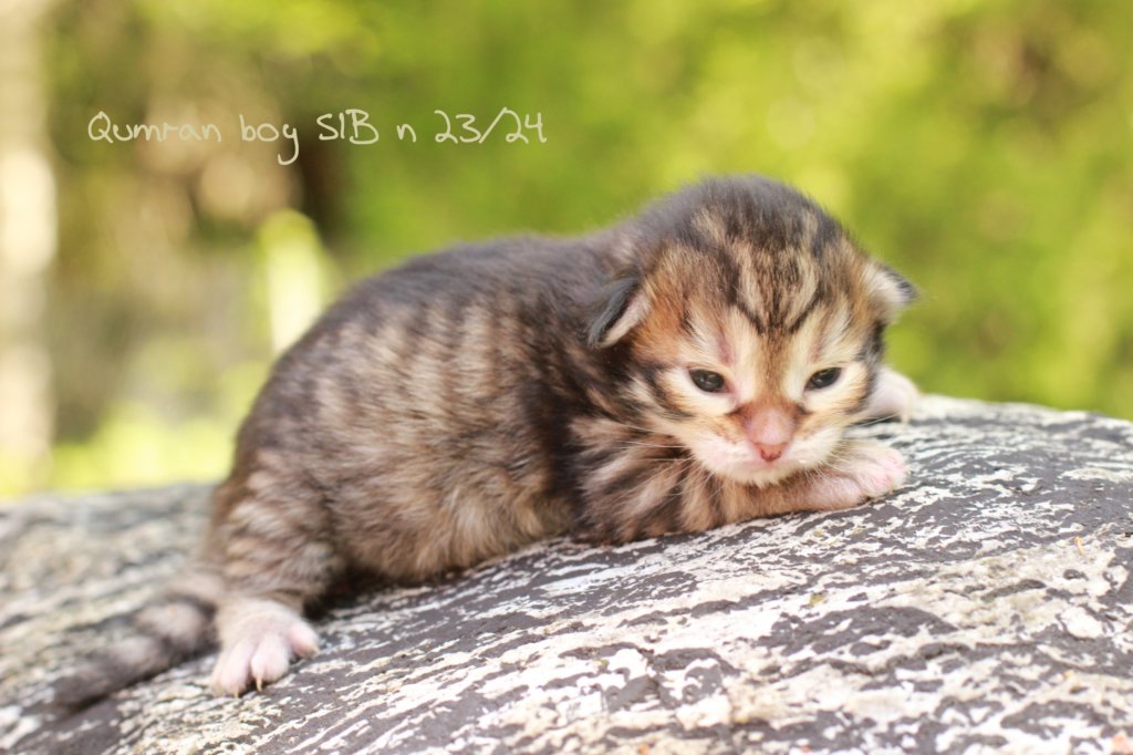 qumranboy9days2652018.jpg