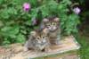 qumranleftandquinnrigthonemonth15610_small.jpg