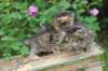 qumranleftandquinnrigthonemonth15614_small.jpg