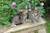 qumranleftandquinnrigthonemonth15617_small.jpg