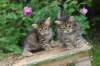 qumranleftandquinnrigthonemonth15618_small.jpg
