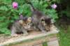 qumranleftandquinnrigthonemonth15619_small.jpg