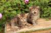 qumranleftandquinnrigthonemonth1561_small.jpg