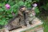 qumranleftandquinnrigthonemonth15620_small.jpg