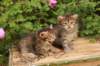 qumranleftandquinnrigthonemonth1562_small.jpg