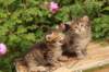 qumranleftandquinnrigthonemonth1563_small.jpg