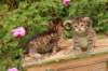 qumranleftandquinnrigthonemonth1566_small.jpg