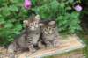 qumranleftandquinnrigthonemonth1567_small.jpg