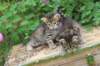 qumranleftandquinnrigthonemonth1569_small.jpg