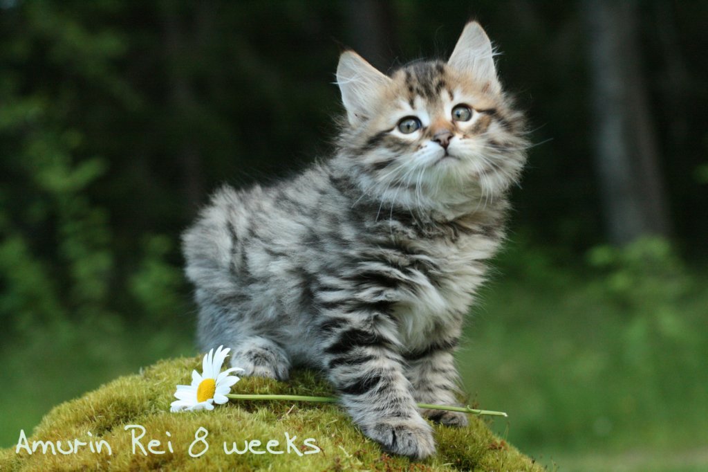 amurinrei8weeks.jpg