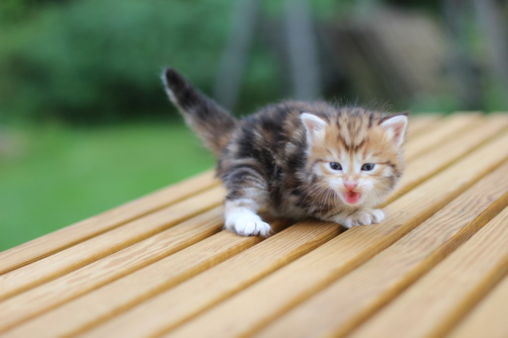 raphaelboyclassictabby4weeks8.jpg