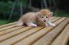 reubenvt4weeks2_small.jpg