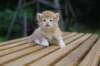 reubenvt4weeks3_small.jpg