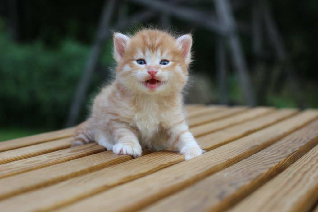 reubenvt4weeks5.jpg