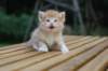 reubenvt4weeks5_small.jpg