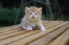 reubenvt4weeks6_small.jpg