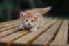 reubenvt4weeks7_small.jpg