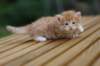 reubenvt4weeks8_small.jpg