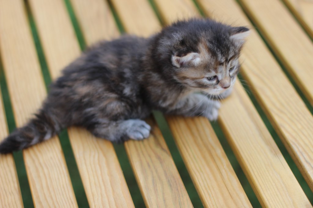 rinnahgirltorbie4weeks.jpg