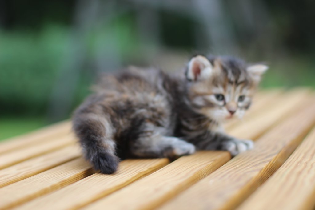 rinnahgirltorbie4weeks11.jpg