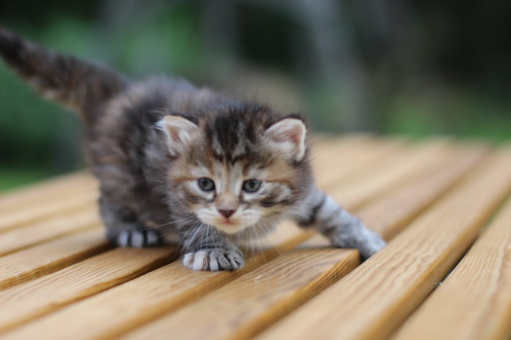 rinnahgirltorbie4weeks14.jpg