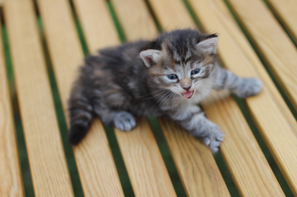 rinnahgirltorbie4weeks2.jpg