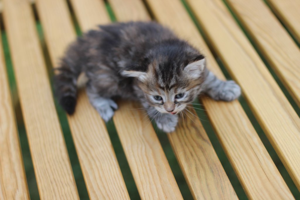 rinnahgirltorbie4weeks3.jpg
