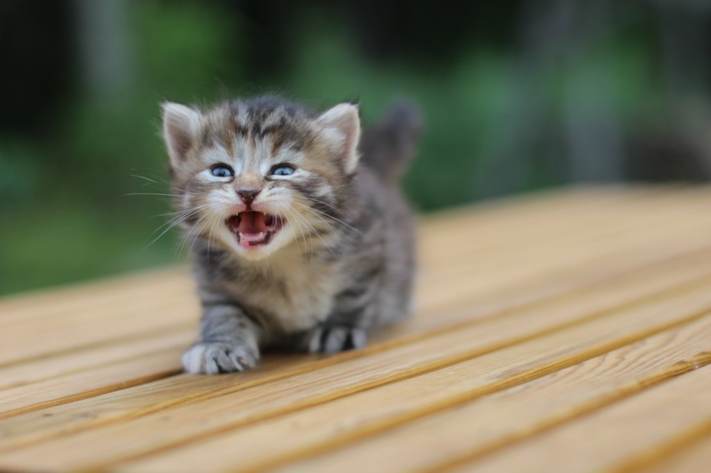 rinnahgirltorbie4weeks5.jpg