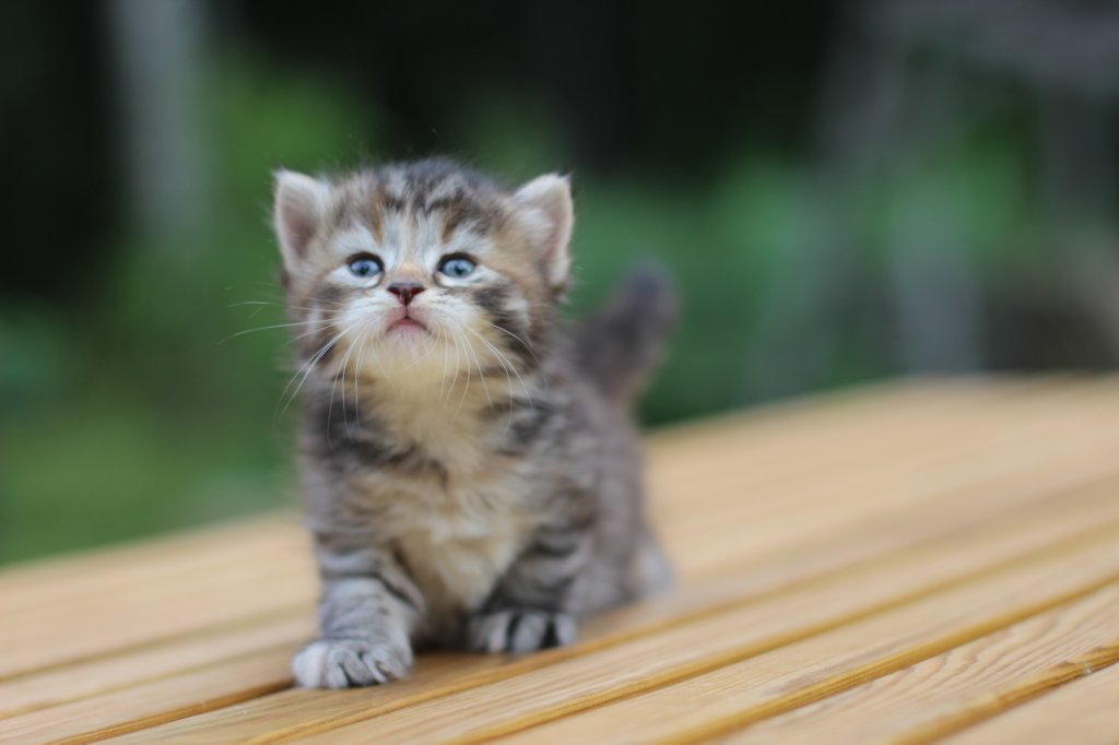 rinnahgirltorbie4weeks6.jpg