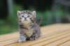 rinnahgirltorbie4weeks6_small.jpg