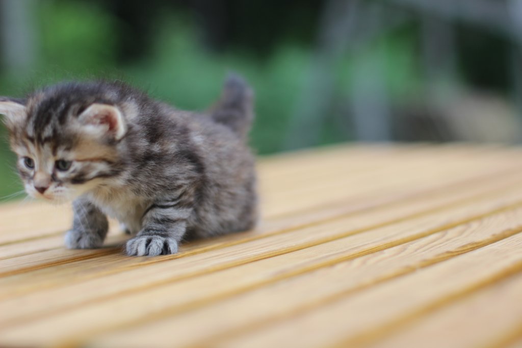 rinnahgirltorbie4weeks9.jpg