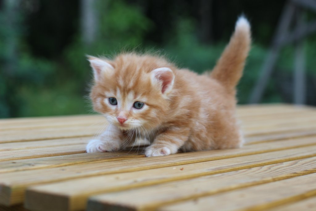 ruby4weeks.jpg