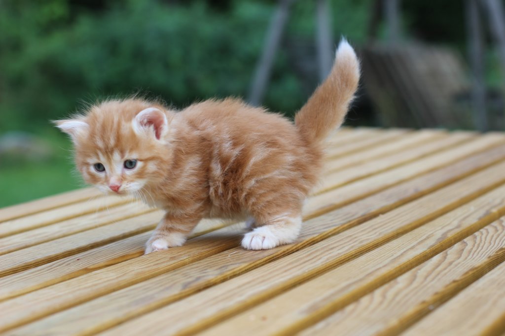 ruby4weeks2.jpg
