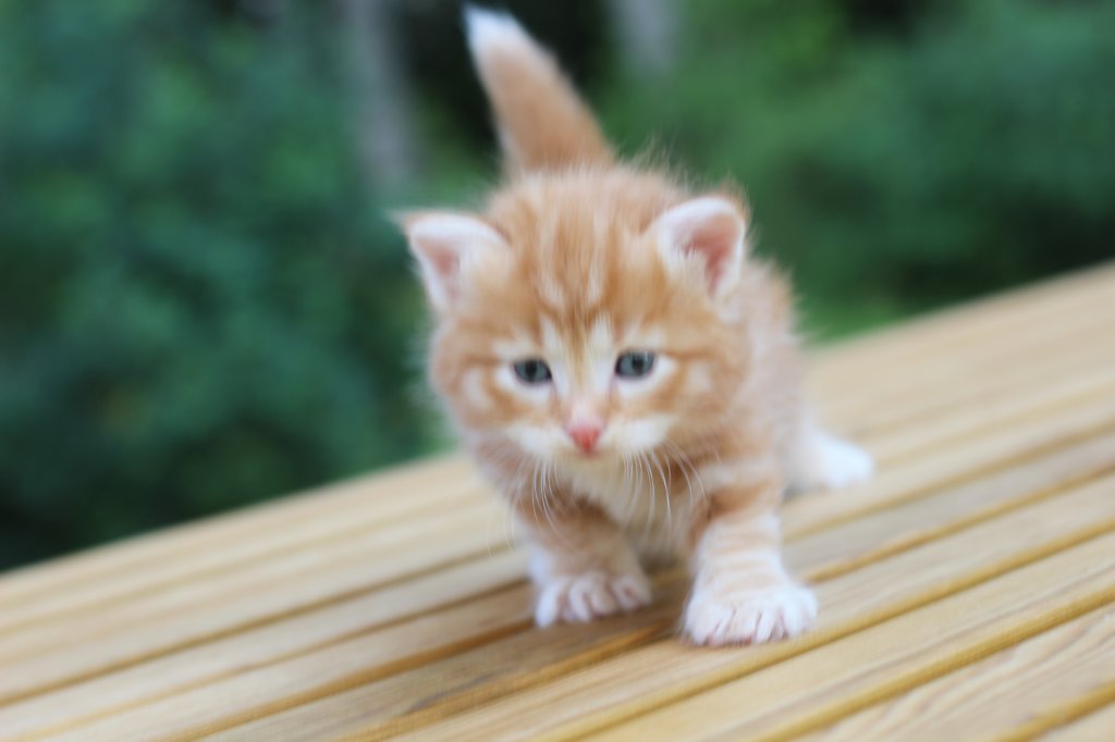 ruby4weeks4.jpg