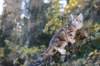 rafaeliii3kk10vrk101024_small.jpg