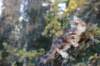 rafaeliii3kk10vrk101025_small.jpg