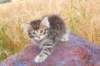 raguelboy6weeks12822_small.jpg