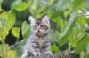 raguelboy10weeks7917_small.jpg