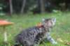 raguelboy10weeks7924_small.jpg