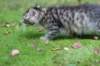raguelboy10weeks7925_small.jpg